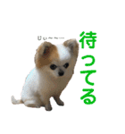チワワのりんちゃん♀（個別スタンプ：20）