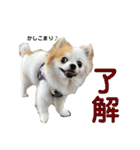 チワワのりんちゃん♀（個別スタンプ：21）