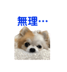 チワワのりんちゃん♀（個別スタンプ：24）