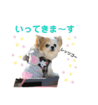チワワのりんちゃん♀（個別スタンプ：26）
