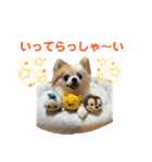 チワワのりんちゃん♀（個別スタンプ：27）