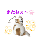 チワワのりんちゃん♀（個別スタンプ：28）