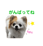 チワワのりんちゃん♀（個別スタンプ：29）