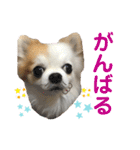チワワのりんちゃん♀（個別スタンプ：30）