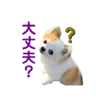 チワワのりんちゃん♀（個別スタンプ：31）