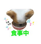 チワワのりんちゃん♀（個別スタンプ：33）