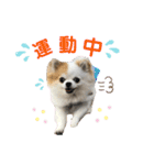 チワワのりんちゃん♀（個別スタンプ：35）