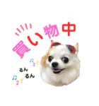 チワワのりんちゃん♀（個別スタンプ：36）