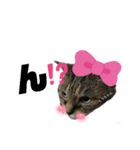 虎柄猫1（個別スタンプ：1）