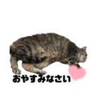 虎柄猫1（個別スタンプ：2）