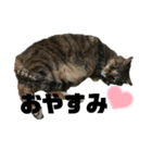 虎柄猫1（個別スタンプ：3）