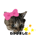 虎柄猫1（個別スタンプ：5）