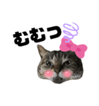 虎柄猫1（個別スタンプ：8）