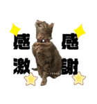 虎柄猫1（個別スタンプ：9）