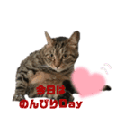 虎柄猫1（個別スタンプ：18）