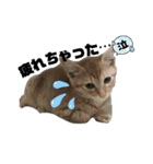 虎柄猫1（個別スタンプ：19）