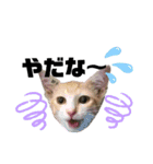 虎柄猫1（個別スタンプ：20）