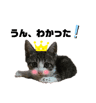 虎柄猫1（個別スタンプ：22）
