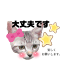 虎柄猫1（個別スタンプ：26）