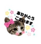 虎柄猫1（個別スタンプ：27）