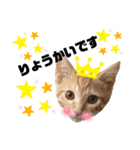 虎柄猫1（個別スタンプ：28）
