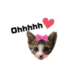 虎柄猫1（個別スタンプ：33）