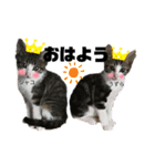 虎柄猫1（個別スタンプ：36）