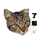 虎柄猫1（個別スタンプ：38）