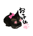 虎柄猫1（個別スタンプ：40）