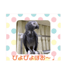 ヨウムのるいちゃんのおかしなスタンプ（個別スタンプ：12）