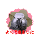 ヨウムのるいちゃんのおかしなスタンプ（個別スタンプ：16）