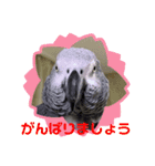 ヨウムのるいちゃんのおかしなスタンプ（個別スタンプ：17）