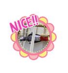 ヨウムのるいちゃんのおかしなスタンプ（個別スタンプ：19）