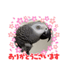 ヨウムのるいちゃんのおかしなスタンプ（個別スタンプ：20）