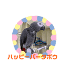 ヨウムのるいちゃんのおかしなスタンプ（個別スタンプ：25）