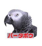 ヨウムのるいちゃんのおかしなスタンプ（個別スタンプ：28）