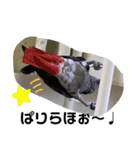 ヨウムのるいちゃんのおかしなスタンプ（個別スタンプ：29）