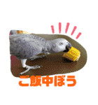 ヨウムのるいちゃんのおかしなスタンプ（個別スタンプ：31）