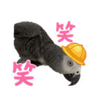 ヨウムのるいちゃんのおかしなスタンプ（個別スタンプ：35）