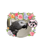 ヨウムのるいちゃんのおかしなスタンプ（個別スタンプ：38）