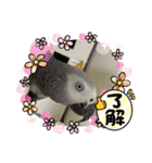 ヨウムのるいちゃんのおかしなスタンプ（個別スタンプ：39）