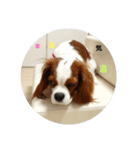 私のワンチャン（個別スタンプ：1）