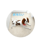 私のワンチャン（個別スタンプ：3）