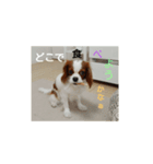 私のワンチャン（個別スタンプ：7）