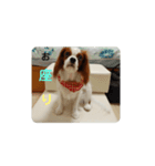 私のワンチャン（個別スタンプ：8）