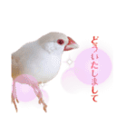 文鳥の仲間たち（個別スタンプ：2）