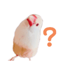 文鳥の仲間たち（個別スタンプ：3）
