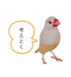 文鳥の仲間たち（個別スタンプ：4）