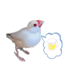 文鳥の仲間たち（個別スタンプ：5）