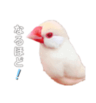 文鳥の仲間たち（個別スタンプ：6）